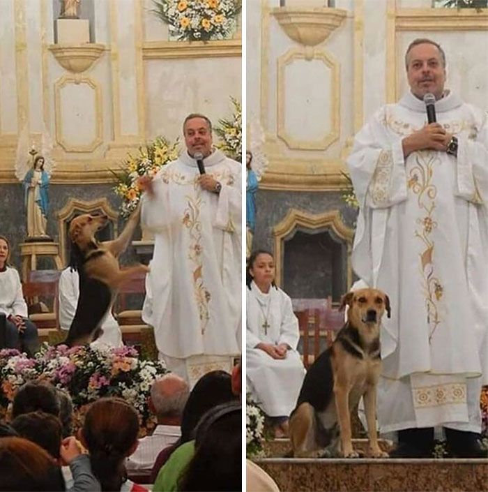 Brazilian priest welcomes stray dogs inside church to be adopted 5daffa16d07f5 700 Poznajcie księdza, który na swoje msze przyprowadza bezdomne psy, by znaleźć im nowy dom