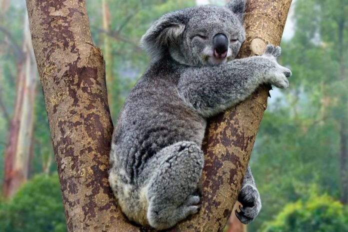 Koala śpiący na drzewie