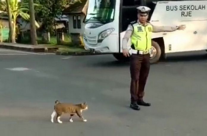 Policjant przeprowadzający kota przez jezdnię
