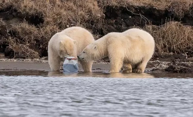 W sieci pojawiło się łamiące serce zdjęcie dwóch młodych niedźwiedzi polarnych walczących o kawałek plastiku 2 W sieci pojawiło się łamiące serce zdjęcie dwóch młodych niedźwiedzi polarnych walczących o kawałek plastiku