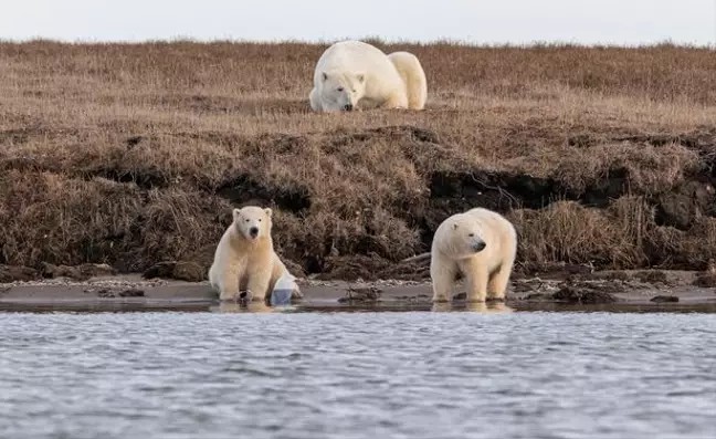 W sieci pojawiło się łamiące serce zdjęcie dwóch młodych niedźwiedzi polarnych walczących o kawałek plastiku 3 W sieci pojawiło się łamiące serce zdjęcie dwóch młodych niedźwiedzi polarnych walczących o kawałek plastiku