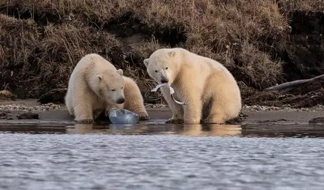 W sieci pojawiło się łamiące serce zdjęcie dwóch młodych niedźwiedzi polarnych walczących o kawałek plastiku 4 W sieci pojawiło się łamiące serce zdjęcie dwóch młodych niedźwiedzi polarnych walczących o kawałek plastiku