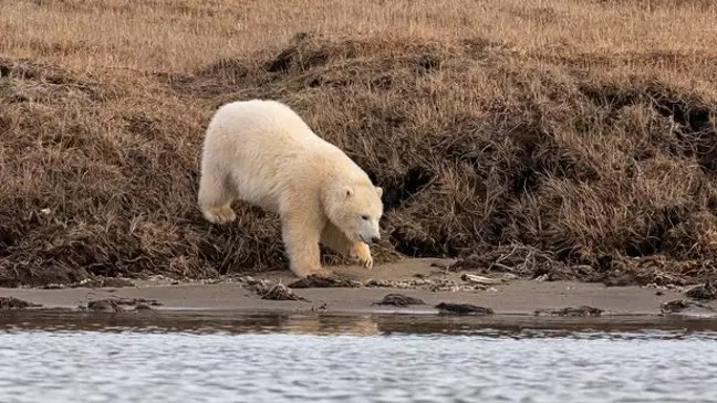 W sieci pojawiło się łamiące serce zdjęcie dwóch młodych niedźwiedzi polarnych walczących o kawałek plastiku 5 W sieci pojawiło się łamiące serce zdjęcie dwóch młodych niedźwiedzi polarnych walczących o kawałek plastiku