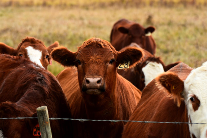 Kilka krów stojących na polu