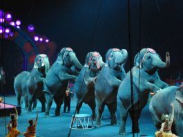 Zwierzęta w cyrku