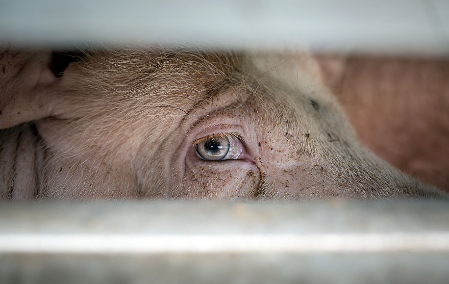 Fotograf opublikował serię zdjęć po której nie będziecie już chcieli jeść mięsa 13 Fotograf opublikował serię zdjęć, po której nie będziecie już chcieli jeść mięsa