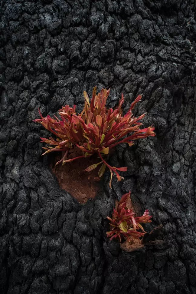dsfsdfs W spalonych krzewach zaczęły pojawiać się nowe rośliny. W sieci pojawiły się poruszające zdjęcia z Australii
