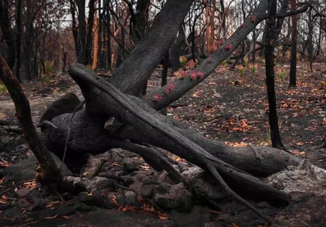 dsfsd W spalonych krzewach zaczęły pojawiać się nowe rośliny. W sieci pojawiły się poruszające zdjęcia z Australii