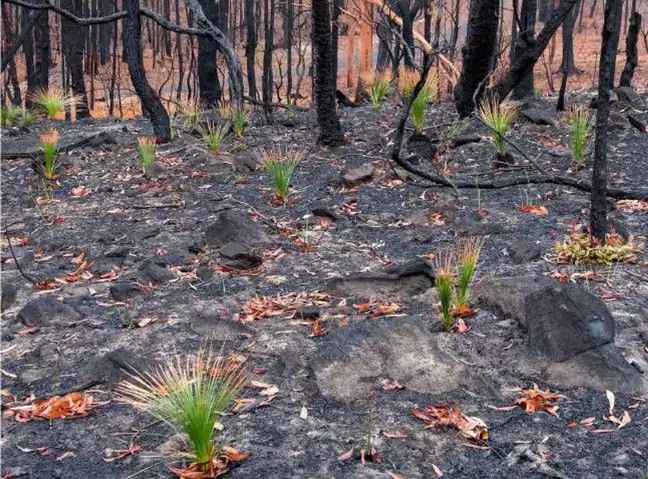 sssss W spalonych krzewach zaczęły pojawiać się nowe rośliny. W sieci pojawiły się poruszające zdjęcia z Australii