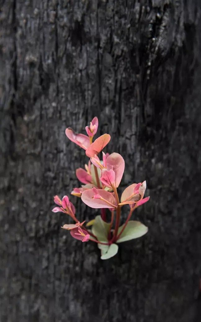 thumbnail W spalonych krzewach zaczęły pojawiać się nowe rośliny. W sieci pojawiły się poruszające zdjęcia z Australii
