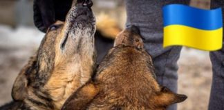 Zwierzęta z Ukrainy – jak pomóc Informacje o zbiórkach i adopcjach
