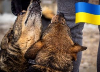 Zwierzęta z Ukrainy – jak pomóc Informacje o zbiórkach i adopcjach