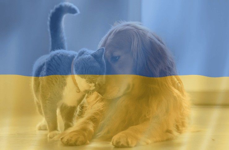 Zwierzęta z Ukrainy – jak pomóc? Informacje o zbiórkach i adopcjach