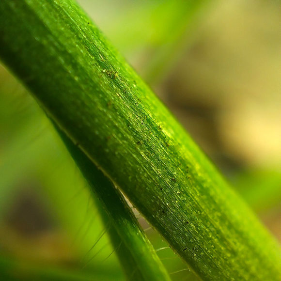 Oppo reno7 trawa mikroskop scaled Wiosną świat wygląda lepiej – w obiektywie smartfona