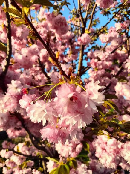 Oppo reno7 wiśnia japońska scaled Wiosną świat wygląda lepiej – w obiektywie smartfona